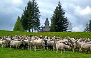 Owce na wiosennym wypasie, w tle kościół na Stecówce