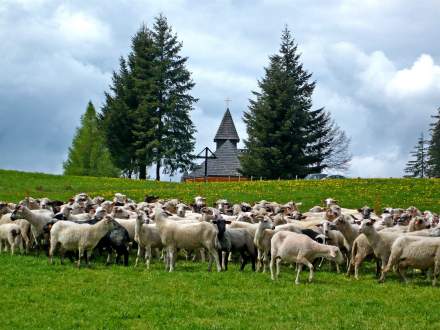 Owce na wiosennym wypasie, w tle kościół na Stecówce