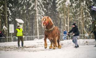 Zimowe Zawody Furmanów fot. Michał Kuźma