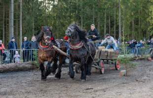 Zaprzęg konny