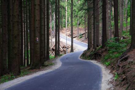 Droga zakręcająca pomiędzy drzewami